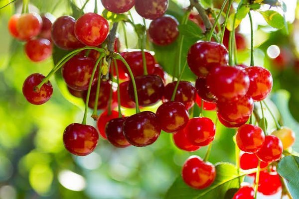  عکس پس زمینه میوه آلبالو