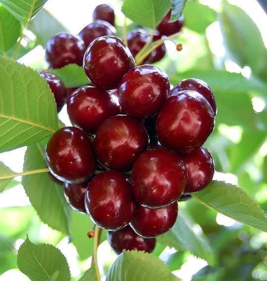  عکس پس زمینه میوه آلبالو