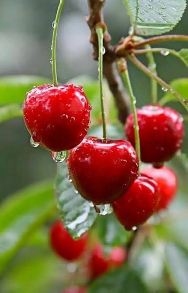  عکس پس زمینه میوه آلبالو