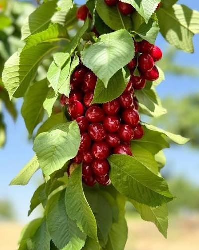  عکس پس زمینه میوه آلبالو