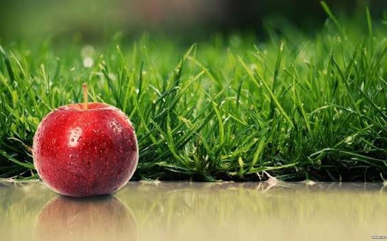  عکس آلبالو برای تصویر زمینه