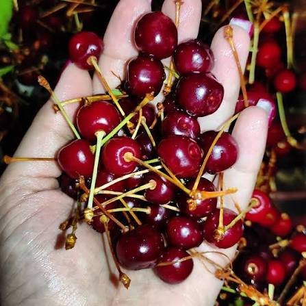  عکس آلبالو برای تصویر زمینه