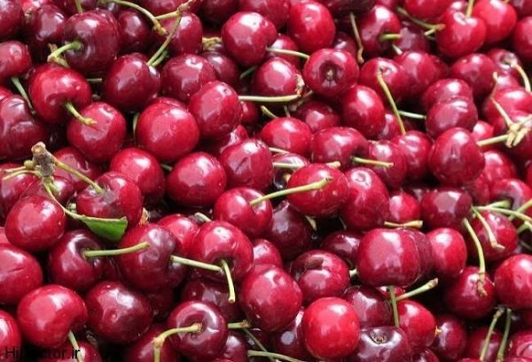  عکس آلبالو برای تصویر زمینه