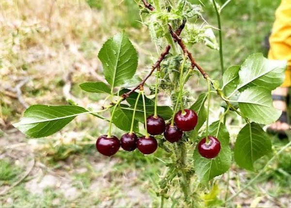  عکس آلبالو برای تصویر زمینه
