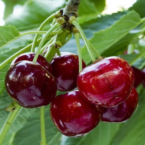  عکس زمینه آلبالو های آویزان شده از شاخه درخت