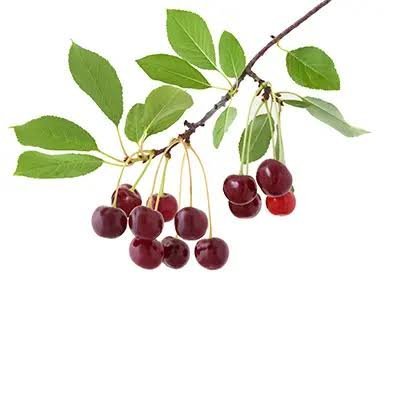  عکس زمینه آلبالو های آویزان شده از شاخه درخت