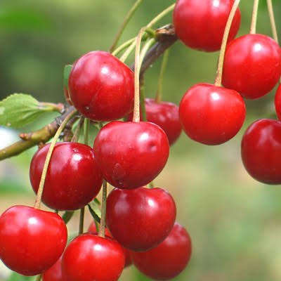  عکس زمینه آلبالو های آویزان شده از شاخه درخت