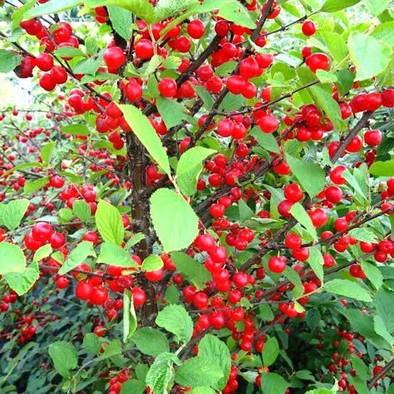  عکس زمینه آلبالو های آویزان شده از شاخه درخت