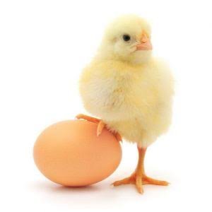  عکس پروفایل جوجه های طلایی خوشگل