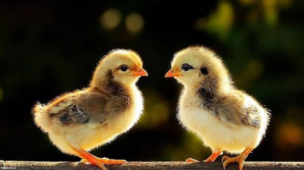  عکس پروفایل جوجه های طلایی خوشگل