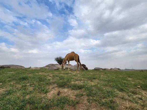  عکس صحرا سرسبز