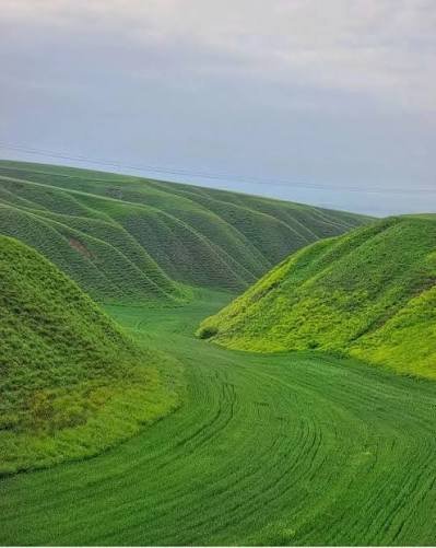  عکس صحرا سرسبز