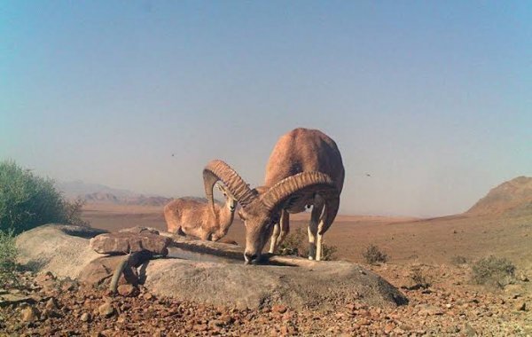  عکس بیابان واقعی