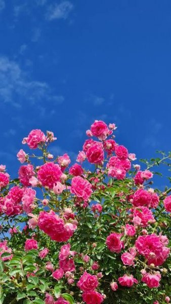  عکس گل صورتی برای تصویر زمینه