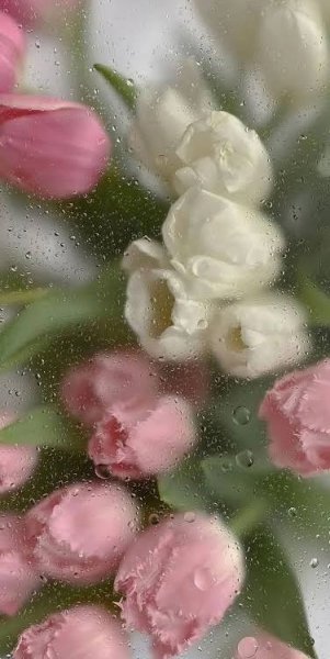  عکس گل صورتی برای تصویر زمینه