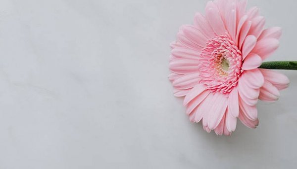  عکس گل صورتی برای تصویر زمینه