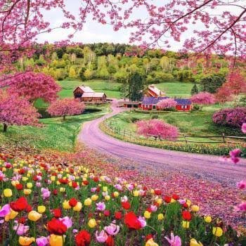  عکس گل صورتی فانتزی برای پروفایل