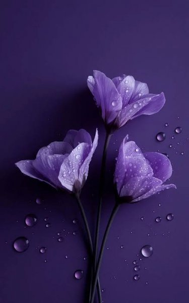  عکس پروفایل دسته گل بنفش زیبا