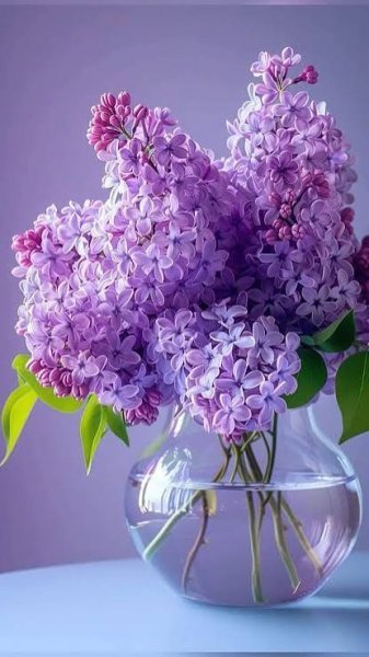  عکس پروفایل دسته گل بنفش زیبا
