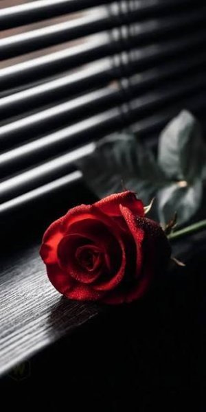  والپیپر دسته گل رز قرمز عاشقانه با کیفیت عالی