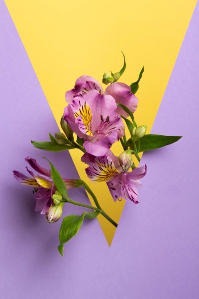 عکس پروفایل دسته گل لاکچری