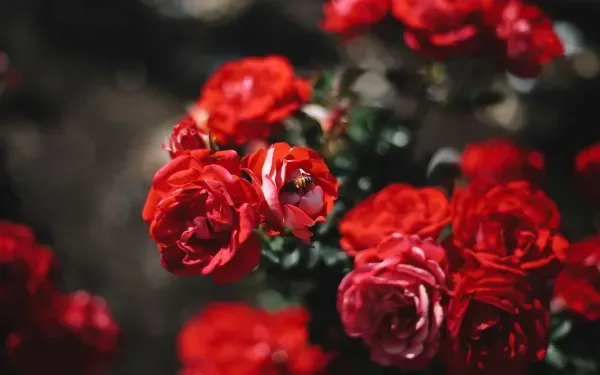  عکس پروفایل دسته گل لاکچری