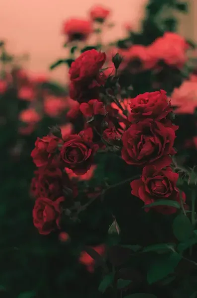  عکس پروفایل دسته گل لاکچری