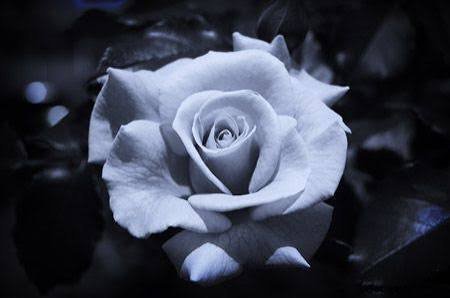  تصویر زمینه سیاه سفید گل رز