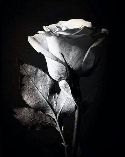  تصویر زمینه سیاه سفید گل رز