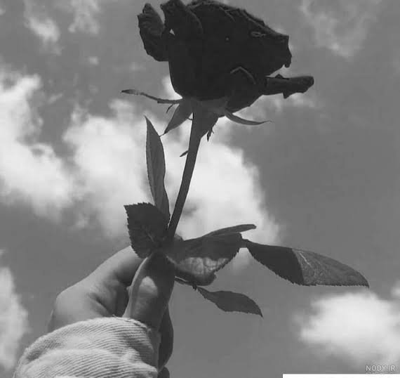  تصویر زمینه سیاه سفید گل رز