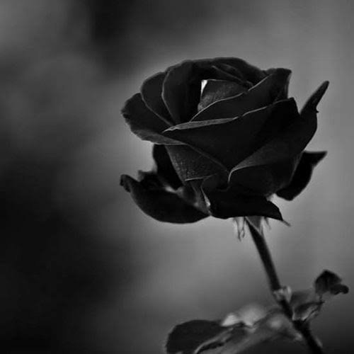 عکس گل رز سیاه برای پروفایل