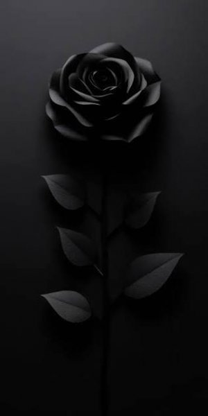  عکس گل رز سیاه برای پروفایل