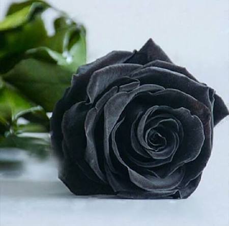  عکس گل رز سیاه برای پروفایل