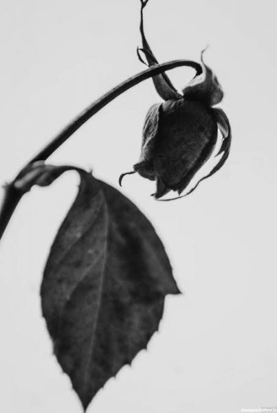  عکس گل رز سیاه برای پروفایل