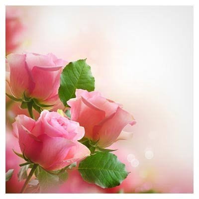  دانلود پس زمینه گل گلی فانتزی صورتی