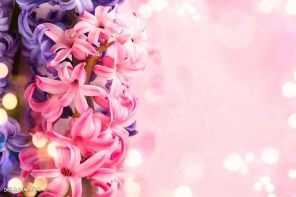  دانلود پس زمینه گل گلی فانتزی صورتی