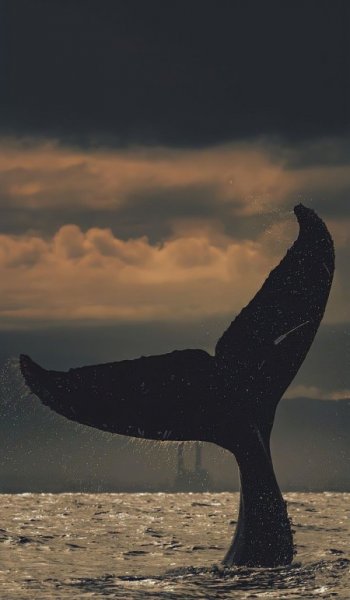  عکس پروفایل تلگرام طبیعت
