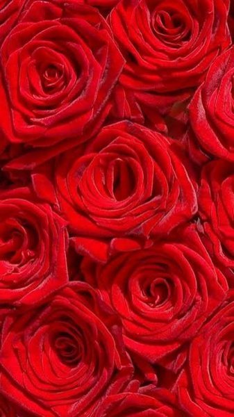  بک گراند رز قرمز برای موبایل