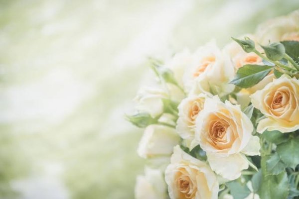  عکس شاخه گل رز برای استوری