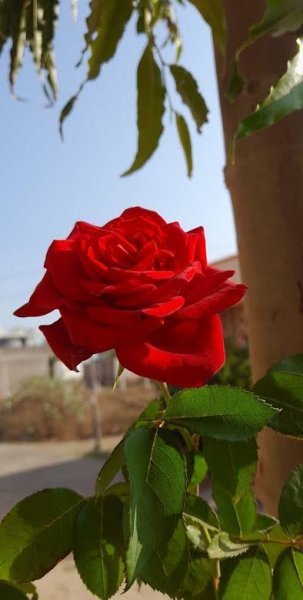  عکس شاخه گل رز برای استوری