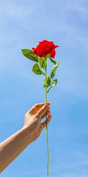  عکس شاخه گل رز برای استوری