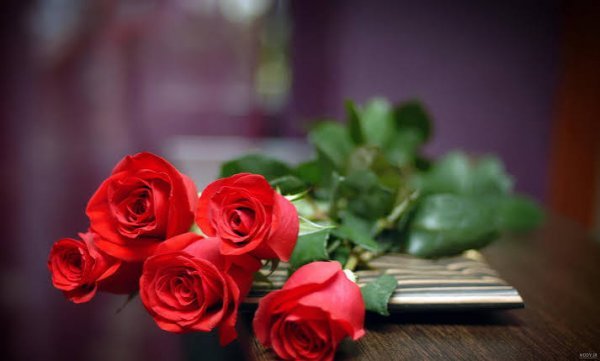  عکس شاخه گل رز برای استوری