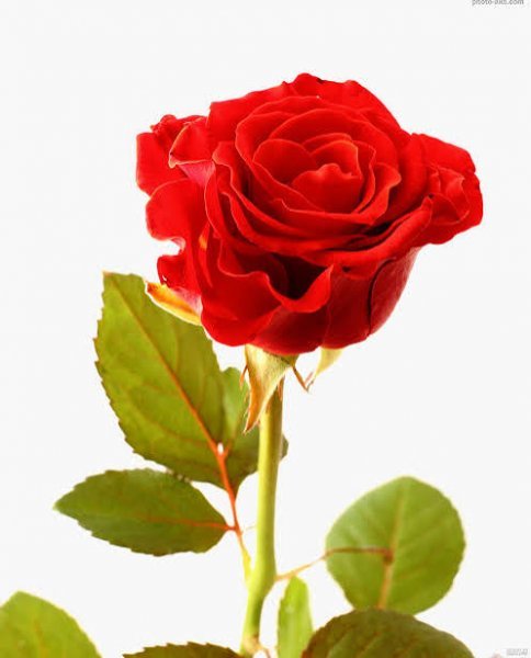 عکس شاخه گل رز برای استوری