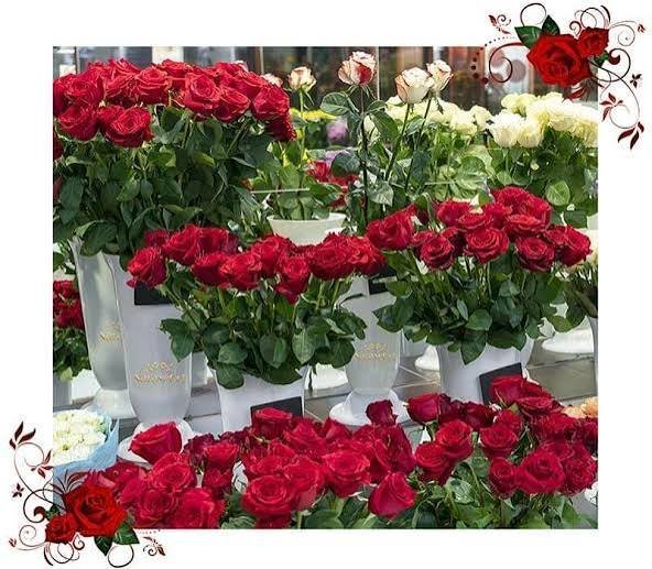  عکس شاخه گل رز برای استوری