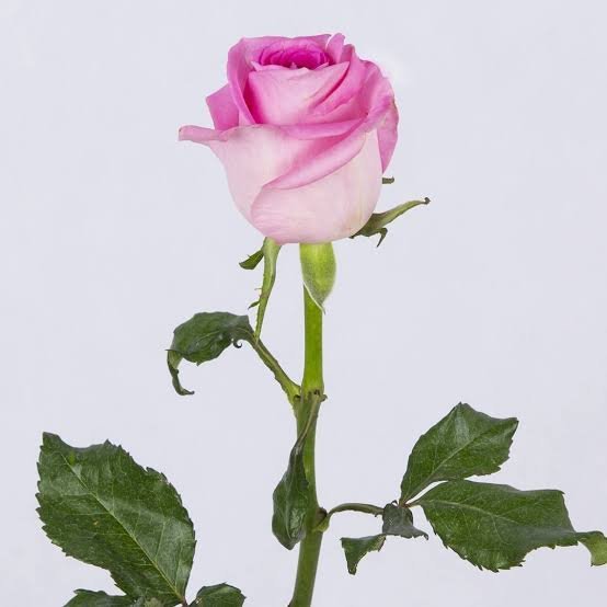  عکس شاخه گل رز برای استوری