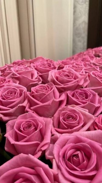  عکس شاخه گل رز برای استوری