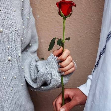  عکس شاخه گل رز برای استوری
