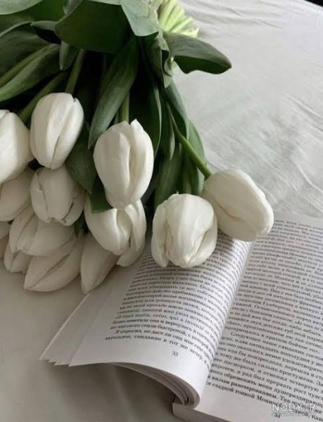  والپیپر رز سفید با کیفیت بالا برای گوشی