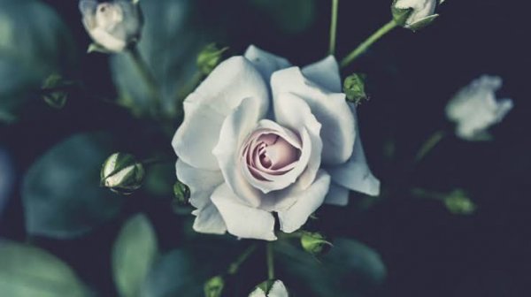  والپیپر رز سفید با کیفیت بالا برای گوشی