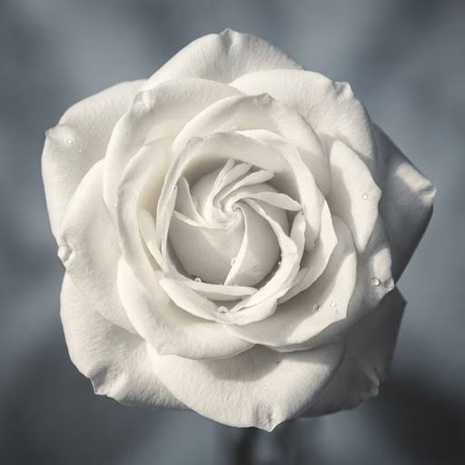  والپیپر رز سفید با کیفیت بالا برای گوشی